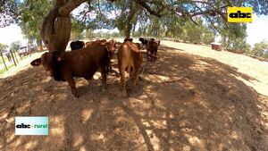 En 2030 el Chaco será un polo granelero - ABC Noticias - ABC Color
