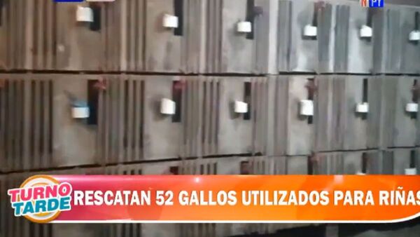 Rescatan más de 50 gallos que eran utilizados para riñas en Alto Paraná