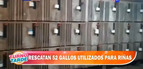 Rescatan más de 50 gallos que eran utilizados para riñas en Alto Paraná