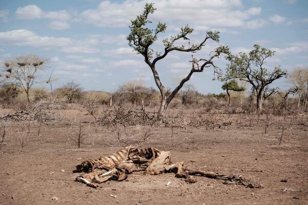 OMM: La crisis climática en África puede desestabilizar “países enteros” - Mundo - ABC Color