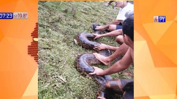 Rescataron a una kuriyú en las cercanías de un arroyo en Capiatá | Noticias Paraguay