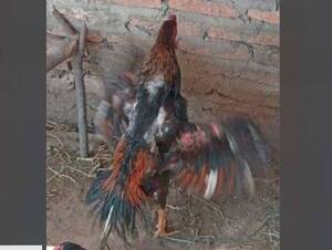 Crónica / Riñas de gallos: tenían más 50 plumíferos preparados para pelear
