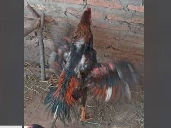 Crónica / Riñas de gallos: tenían más 50 plumíferos preparados para pelear