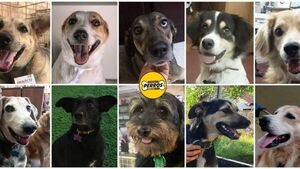 Organizan un Tattoo Flash a beneficio de perros callejeros