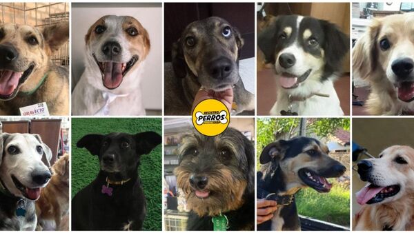 Organizan un Tattoo Flash a beneficio de perros callejeros