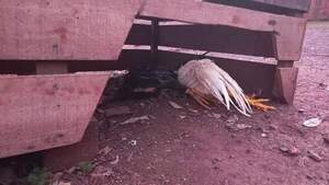 Diario HOY | Rescatan a gallos de riña en Alto Paraná