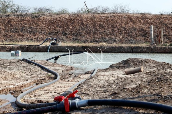 La sequía en el Chaco no afecta a ganadero amigo de Abdo, privilegiado por la Essap - ADN Digital