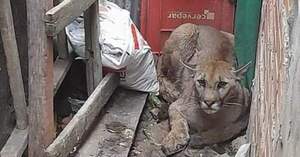 Puma huyó de incendio y se refugió en una vivienda en Remansito