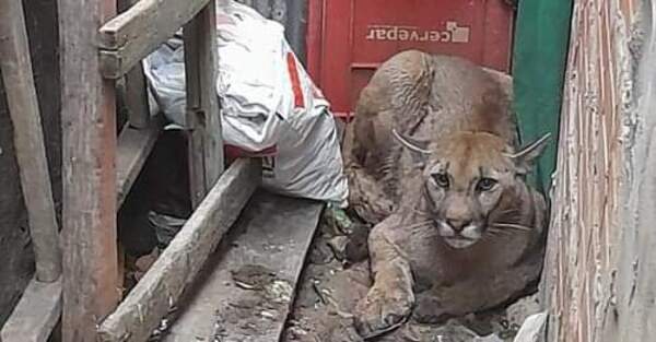 Puma huyó de incendio y se refugió en una vivienda en Remansito