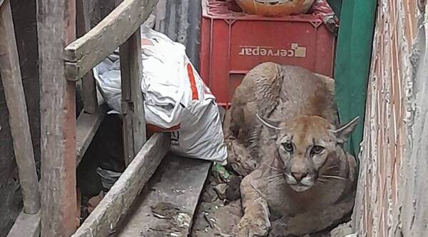 Crónica / Una visita inusual causó sustazo en una casa de Remansito