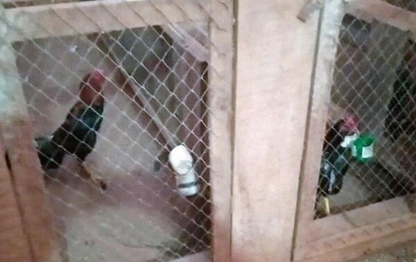 Imputan por maltrato animal a dueño de gallos de riña – Prensa 5