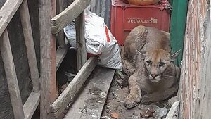 Rescatan a un puma de una vivienda en Remansito