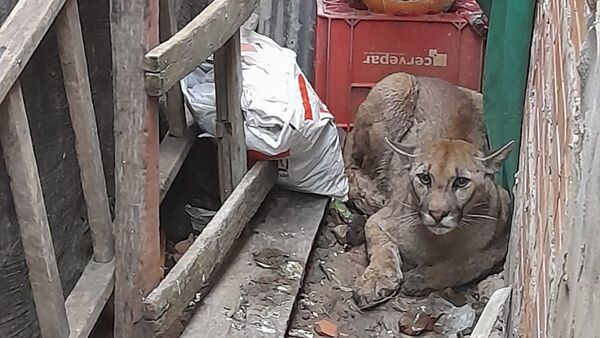 Rescatan a un puma de una vivienda en Remansito