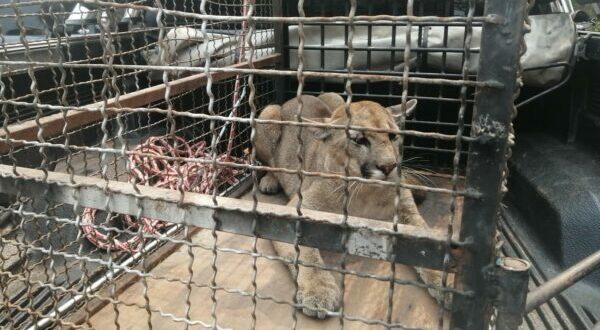 Puma rescatada en vivienda de Remansito permanecerá en el Zoológico de Asunción