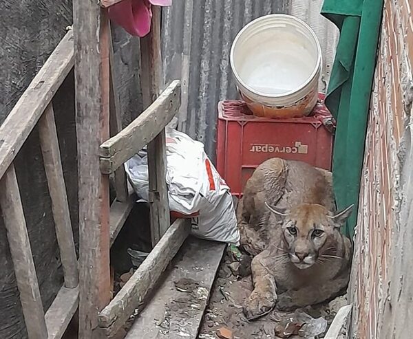 Un puma ingresó a una vivienda en Remansito