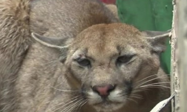 Rescataron a puma que huyó de incendios - SNT