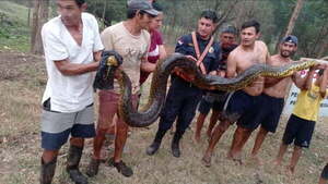 Kurijú enorme y puma generan sustos a la ciudadanía - Noticiero Paraguay