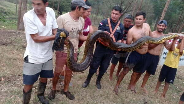 Kurijú enorme y puma generan sustos a la ciudadanía - Noticiero Paraguay