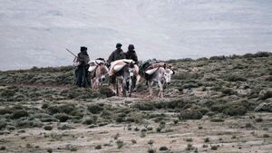 El caso del viaje sobre un burro | Columnas | 5Días