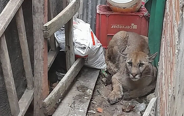 Rescatan a un puma de una vivienda en Presidente Hayes – Prensa 5