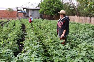 Productores y el MAG aguardan iniciar en 45 días la mayor cosecha de papa del país