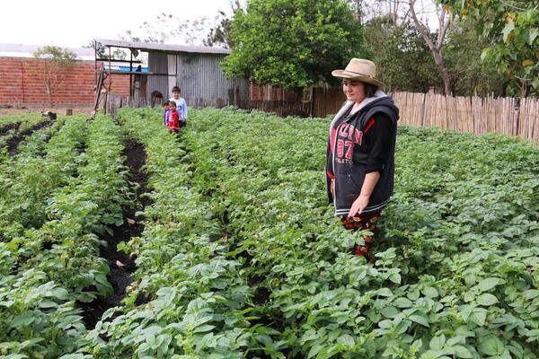 Productores y el MAG aguardan iniciar en 45 días la mayor cosecha de papa del país
