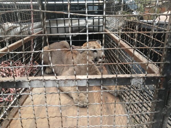 Puma que apareció en vivienda en Remansito quedará en el Zoológico - Unicanal