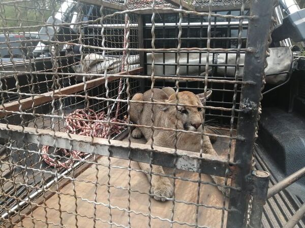 Video: ¿Qué pasará con el puma rescatado hoy en Remansito?  - Nacionales - ABC Color
