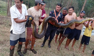 Un kurijú inmenso y un puma generan gran susto - OviedoPress