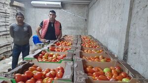 Al menos 300 mil kilos de tomates se echarían a perder y productores se movilizarán - Economía - ABC Color