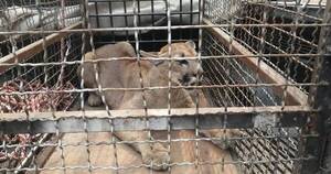 La Nación / Rescatan a un puma de una vivienda de Villa Hayes y lo devolverán a su hábitat natural