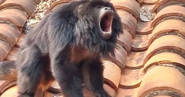 La Nación / Animales buscan refugios en viviendas ante incendios, aparecieron un carayá, una curiyú y un puma