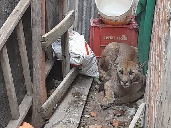 Lo que se debe hacer si uno encuentra a un animal silvestre en la casa - Nacionales - ABC Color
