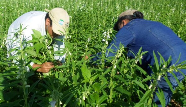 Productores y el MAG aguardan iniciar en 45 días la mayor cosecha de papa del país