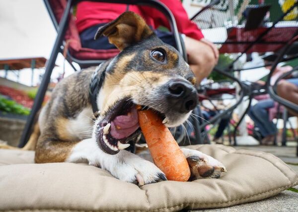 ¿El alimento vegano es sano para los perros? - Mascotas - ABC Color