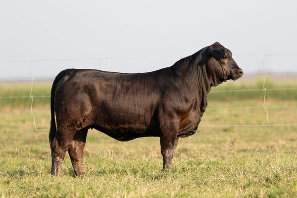 Hoy sábado, salen a la venta las hembras Brangus y Brahman de Martha Esther