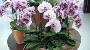 Expo Orquídeas Phalaenopsis es hasta este domingo en el AWA Resort Hotel