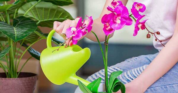 La Nación / Orquídeas: Cómo hacerlas florecer