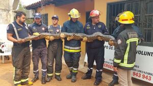 Rescatan a kuriju del patio de una vivienda en Villa Elisa