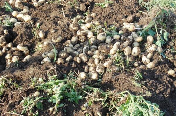 Aguardan la mayor producción de papas este año - ADN Digital