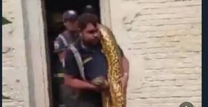Crónica / [VÍDEO] Un feroz Kuriyú fue rescatado de una casa en Villa Elisa