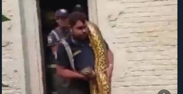 Crónica / [VÍDEO] Un feroz Kuriyú fue rescatado de una casa en Villa Elisa
