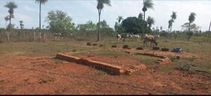 Recuperan seis animales vacunos en Carapeguá - Nacionales - ABC Color