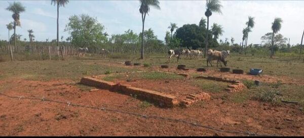 Recuperan seis animales vacunos en Carapeguá - Nacionales - ABC Color