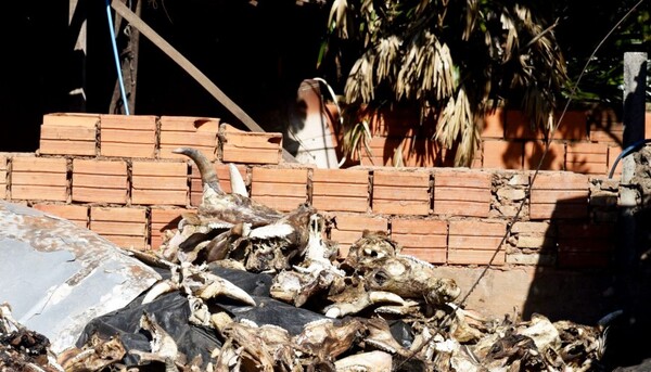 Diario HOY | Imputan a dueña de matadería por delitos ambientales