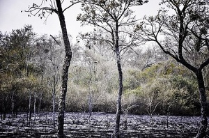 Diario HOY | Con los incendios forestales llegan los innumerables problemas en la biodiversidad