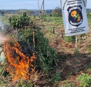 Diario HOY | Destruyen varias plantaciones de marihuana en la Reserva Cerrito de Itapúa