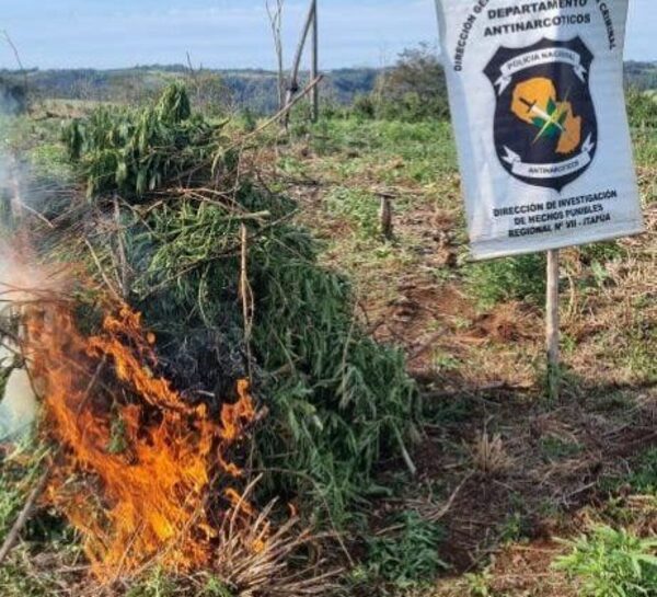 Destruyen varias plantaciones de marihuana en la Reserva Cerrito de Itapúa