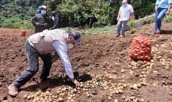 Productores estiman cosechar 16.800 toneladas de papas