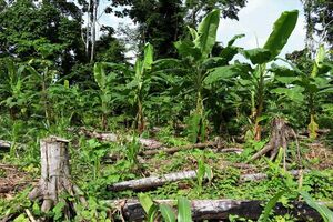 La deforestación avanza al ritmo de las excavadoras en la Amazonía de Brasil - Mundo - ABC Color